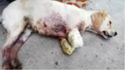 Bu nasıl vicdansızlık! Yavru köpeğin iki bacağını kesmişler Bu nasıl vicdansızlık! Yavru köpeğin iki bacağını kesmişler
