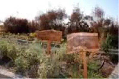 Son dakika gündem: Fitoterapi uzmanı doktor, yetiştirdiği aromatik bitkilerle hastaları tedavi ediyor Son dakika gündem: Fitoterapi uzmanı doktor, yetiştirdiği aromatik bitkilerle hastaları tedavi ediyor