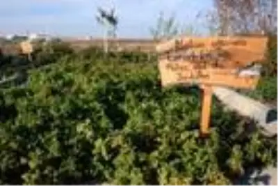 Son dakika gündem: Fitoterapi uzmanı doktor, yetiştirdiği aromatik bitkilerle hastaları tedavi ediyor Son dakika gündem: Fitoterapi uzmanı doktor, yetiştirdiği aromatik bitkilerle hastaları tedavi ediyor