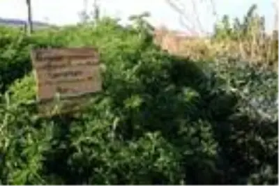 Son dakika gündem: Fitoterapi uzmanı doktor, yetiştirdiği aromatik bitkilerle hastaları tedavi ediyor Son dakika gündem: Fitoterapi uzmanı doktor, yetiştirdiği aromatik bitkilerle hastaları tedavi ediyor