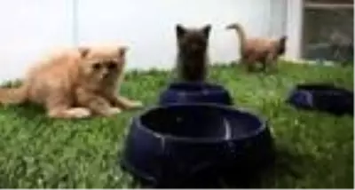 İnternetten hayvan satanlara pet marketlerden tepki: Yılan, baykuş, akrep bile satıyorlar İnternetten hayvan satanlara pet marketlerden tepki: Yılan, baykuş, akrep bile satıyorlar