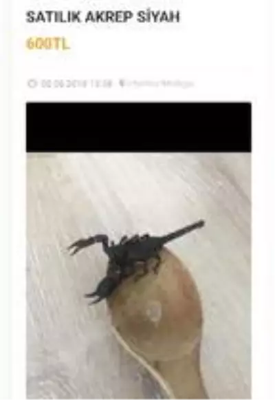 İnternetten hayvan satanlara pet marketlerden tepki: Yılan, baykuş, akrep bile satıyorlar İnternetten hayvan satanlara pet marketlerden tepki: Yılan, baykuş, akrep bile satıyorlar