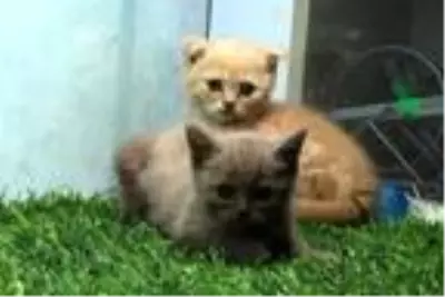 İnternetten hayvan satanlara pet marketlerden tepki: Yılan, baykuş, akrep bile satıyorlar İnternetten hayvan satanlara pet marketlerden tepki: Yılan, baykuş, akrep bile satıyorlar