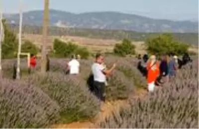 Isparta bu yıl lavanta turizminde 250 bin ziyaretçiyi ağırladı Isparta bu yıl lavanta turizminde 250 bin ziyaretçiyi ağırladı