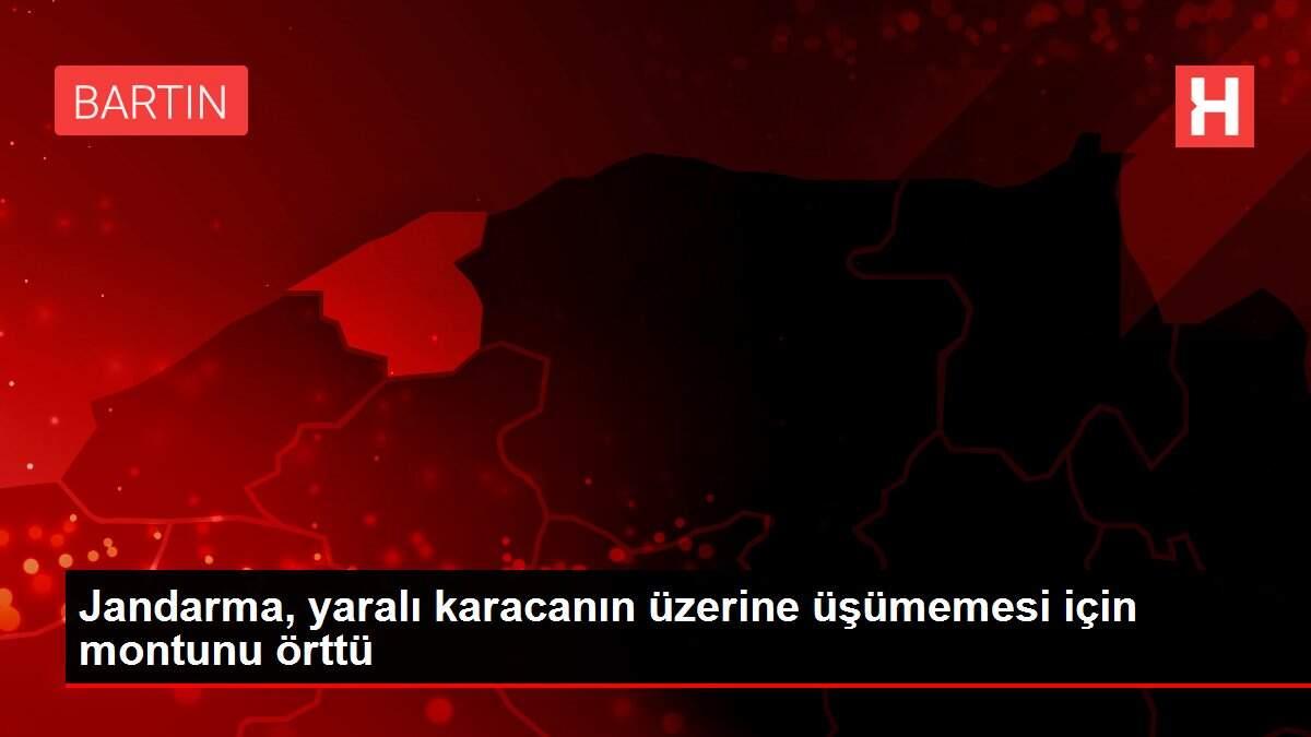 Jandarma, yaralı karacanın üzerine üşümemesi için montunu örttü Jandarma, yaralı karacanın üzerine üşümemesi için montunu örttü
