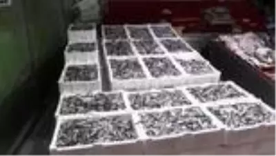 Karadeniz'de tezgahlarda hamsi bolluğu Karadeniz'de tezgahlarda hamsi bolluğu