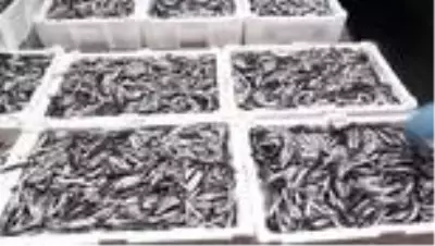 Karadeniz'de tezgahlarda hamsi bolluğu Karadeniz'de tezgahlarda hamsi bolluğu