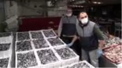 Karadeniz'de tezgahlarda hamsi bolluğu Karadeniz'de tezgahlarda hamsi bolluğu