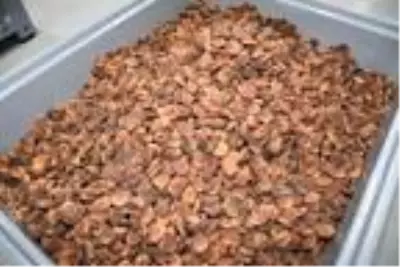 Malatya'da kayısı üreticisinin depo sevinci Malatya'da kayısı üreticisinin depo sevinci