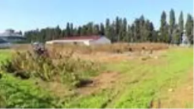 Proje kapsamında ekilen kenevirlerin hasadı yapıldı Proje kapsamında ekilen kenevirlerin hasadı yapıldı