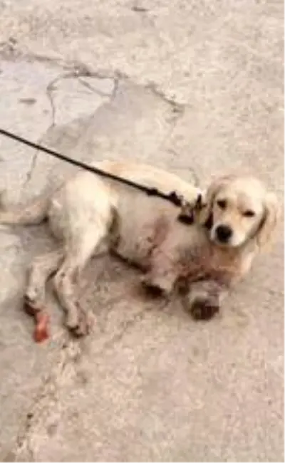 Bu nasıl vicdansızlık! Yavru köpeğin iki bacağını kesmişler Bu nasıl vicdansızlık! Yavru köpeğin iki bacağını kesmişler
