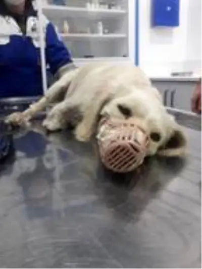 Bu nasıl vicdansızlık! Yavru köpeğin iki bacağını kesmişler Bu nasıl vicdansızlık! Yavru köpeğin iki bacağını kesmişler