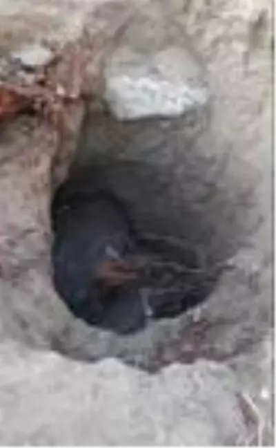 Tarihi bölgede kaçak kazı yapan 5 şüpheli suçüstü yakalandı Tarihi bölgede kaçak kazı yapan 5 şüpheli suçüstü yakalandı