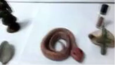 Tarihi eser satmaya çalışan şüpheli suçüstü yakalandı Tarihi eser satmaya çalışan şüpheli suçüstü yakalandı