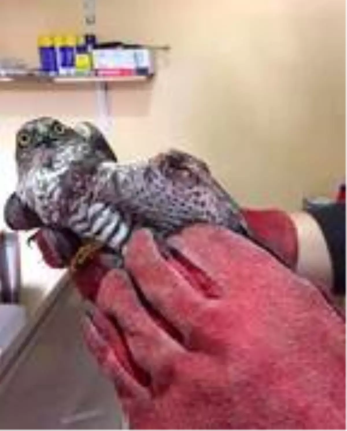 Tedavisi biten yaralı atmaca doğaya salınacak