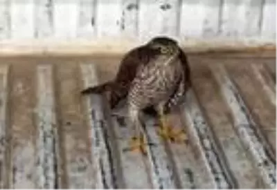 Tedavisi biten yaralı atmaca doğaya salınacak Tedavisi biten yaralı atmaca doğaya salınacak