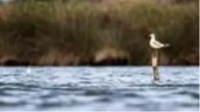 Yaban hayat, sonbahar renklerinde görüntülendi Yaban hayat, sonbahar renklerinde görüntülendi