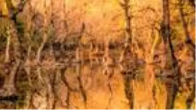 Yaban hayat, sonbahar renklerinde görüntülendi Yaban hayat, sonbahar renklerinde görüntülendi
