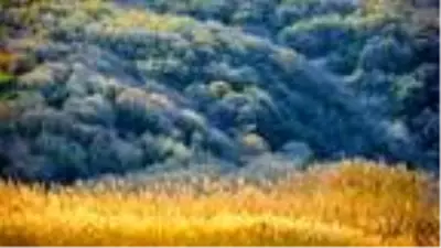 Yaban hayat, sonbahar renklerinde görüntülendi Yaban hayat, sonbahar renklerinde görüntülendi