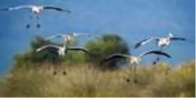 Yaban hayat, sonbahar renklerinde görüntülendi Yaban hayat, sonbahar renklerinde görüntülendi