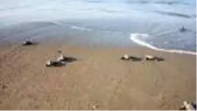 Son dakika haber! 550 bin yavru deniz kaplumbağası denizle buluştu Son dakika haber! 550 bin yavru deniz kaplumbağası denizle buluştu