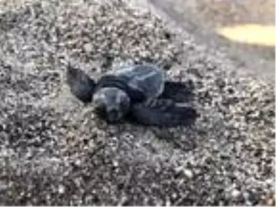 Son dakika haber! 550 bin yavru deniz kaplumbağası denizle buluştu Son dakika haber! 550 bin yavru deniz kaplumbağası denizle buluştu