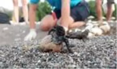Son dakika haber! 550 bin yavru deniz kaplumbağası denizle buluştu Son dakika haber! 550 bin yavru deniz kaplumbağası denizle buluştu