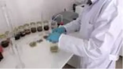Aromatik bitki yağlarının etken maddesinden takviye edici gıda üretildi Aromatik bitki yağlarının etken maddesinden takviye edici gıda üretildi
