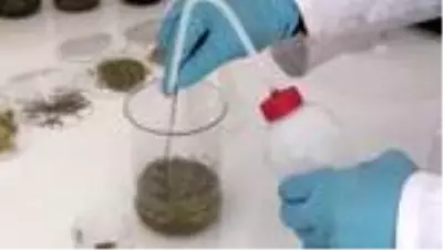 Aromatik bitki yağlarının etken maddesinden takviye edici gıda üretildi Aromatik bitki yağlarının etken maddesinden takviye edici gıda üretildi