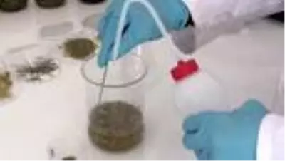 Aromatik bitki yağlarının etken maddesinden takviye edici gıda üretildi Aromatik bitki yağlarının etken maddesinden takviye edici gıda üretildi