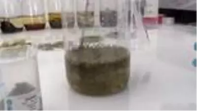 Aromatik bitki yağlarının etken maddesinden takviye edici gıda üretildi Aromatik bitki yağlarının etken maddesinden takviye edici gıda üretildi