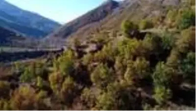 Bahçesaray'ın tepelerinde kar ormanlarında sonbaharın renkleri büyülüyor Bahçesaray'ın tepelerinde kar ormanlarında sonbaharın renkleri büyülüyor