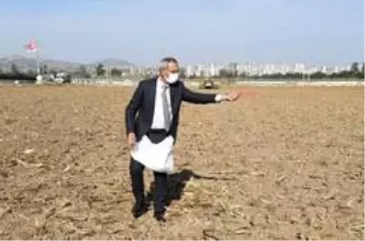 Başkan Bozdoğan, ata tohumu kunduru buğdayını toprakla buluşturdu Başkan Bozdoğan, ata tohumu kunduru buğdayını toprakla buluşturdu