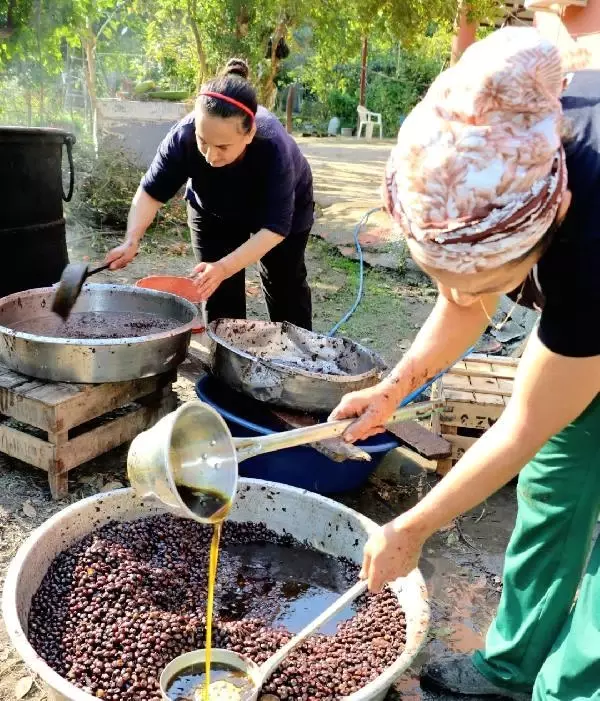 Binbir Zahmetle Uretilen Defne Yaginin Litresi 100 Tl Ye Satiliyor