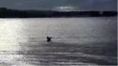 Boğulma tehlikesi geçiren köpeği denize kıyafetleriyle giren kadın veteriner kurtardı Boğulma tehlikesi geçiren köpeği denize kıyafetleriyle giren kadın veteriner kurtardı