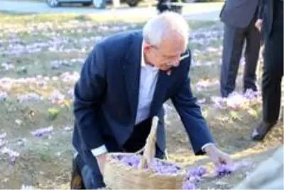 CHP Genel Başkanı Kılıçdaroğlu Safran tarlasında hasat yaptı CHP Genel Başkanı Kılıçdaroğlu Safran tarlasında hasat yaptı