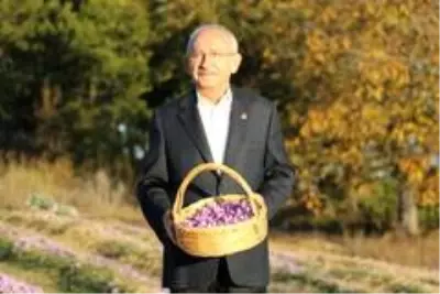 CHP Genel Başkanı Kılıçdaroğlu Safran tarlasında hasat yaptı CHP Genel Başkanı Kılıçdaroğlu Safran tarlasında hasat yaptı