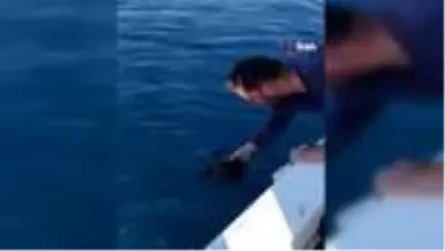 Denizdeki çöplere dolanan yeşil yavru deniz kaplumbağasını balıkçılar kurtardı Denizdeki çöplere dolanan yeşil yavru deniz kaplumbağasını balıkçılar kurtardı