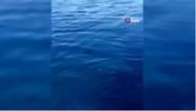 Denizdeki çöplere dolanan yeşil yavru deniz kaplumbağasını balıkçılar kurtardı Denizdeki çöplere dolanan yeşil yavru deniz kaplumbağasını balıkçılar kurtardı