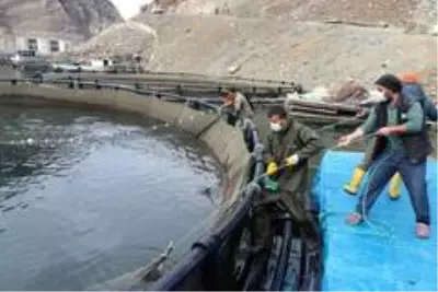 Torul Barajı gölünde yıllık 1200 ton balık üretiliyor Torul Barajı gölünde yıllık 1200 ton balık üretiliyor