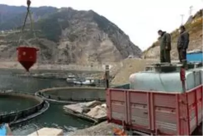 Torul Barajı gölünde yıllık 1200 ton balık üretiliyor Torul Barajı gölünde yıllık 1200 ton balık üretiliyor