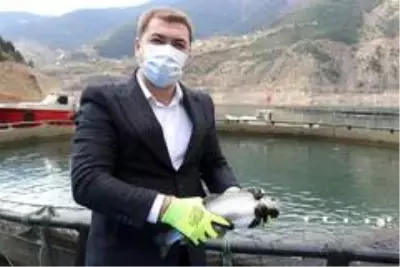 Torul Barajı gölünde yıllık 1200 ton balık üretiliyor Torul Barajı gölünde yıllık 1200 ton balık üretiliyor