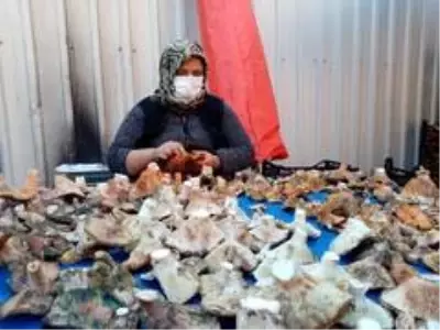 Havalar kurak gidince mantar fiyatları yüzde 100 zamlandı Havalar kurak gidince mantar fiyatları yüzde 100 zamlandı