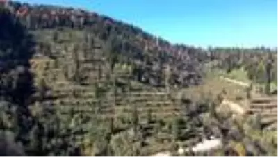 Karadeniz ormanlarının geleceğe nefes olması için emek veriyorlar Karadeniz ormanlarının geleceğe nefes olması için emek veriyorlar