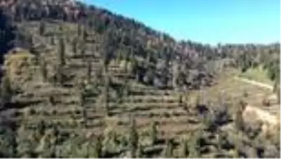 Karadeniz ormanlarının geleceğe nefes olması için emek veriyorlar Karadeniz ormanlarının geleceğe nefes olması için emek veriyorlar