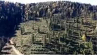Karadeniz ormanlarının geleceğe nefes olması için emek veriyorlar Karadeniz ormanlarının geleceğe nefes olması için emek veriyorlar