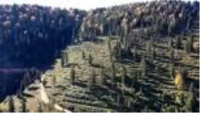 Karadeniz ormanlarının geleceğe nefes olması için emek veriyorlar Karadeniz ormanlarının geleceğe nefes olması için emek veriyorlar