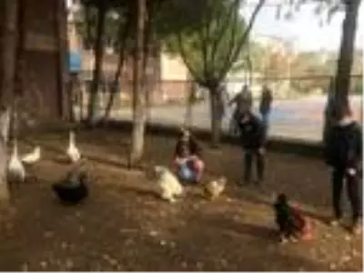 Okul bahçesinde mini hayvanat bahçesi oluşturuldu Okul bahçesinde mini hayvanat bahçesi oluşturuldu