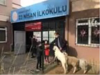 Okul bahçesinde mini hayvanat bahçesi oluşturuldu Okul bahçesinde mini hayvanat bahçesi oluşturuldu