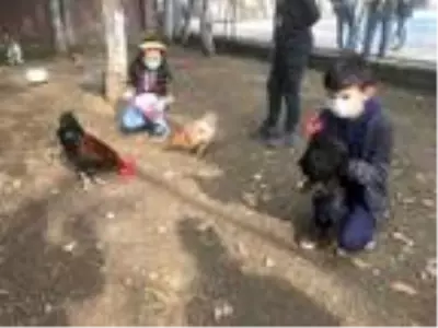 Okul bahçesinde mini hayvanat bahçesi oluşturuldu Okul bahçesinde mini hayvanat bahçesi oluşturuldu
